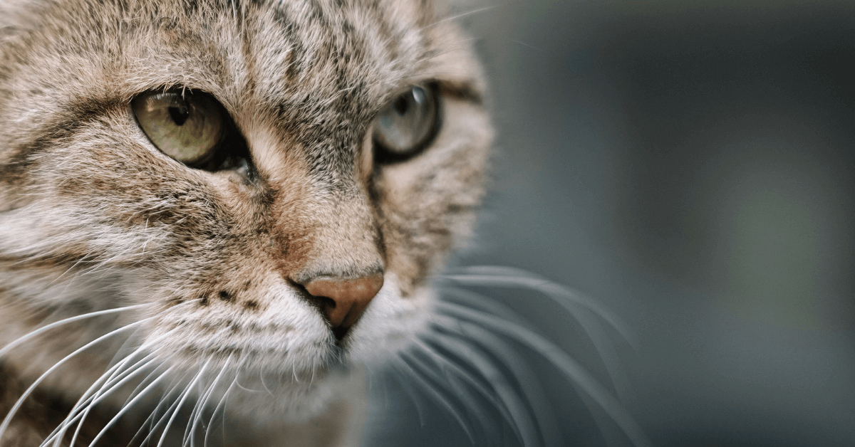 Do Cat Whiskers Grow Back? What You Need to Know